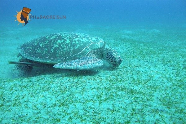 Schnorcheln Schildkröten Ausflug Hurghada 