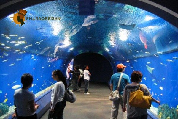 Hurghada Grand Aquarium Tagestour