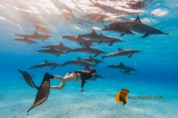 Schnorchelausflug Sataya-Riff Delfinen Marsa Alam